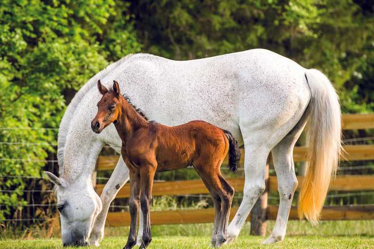 Horse Feed for Breeding Horses