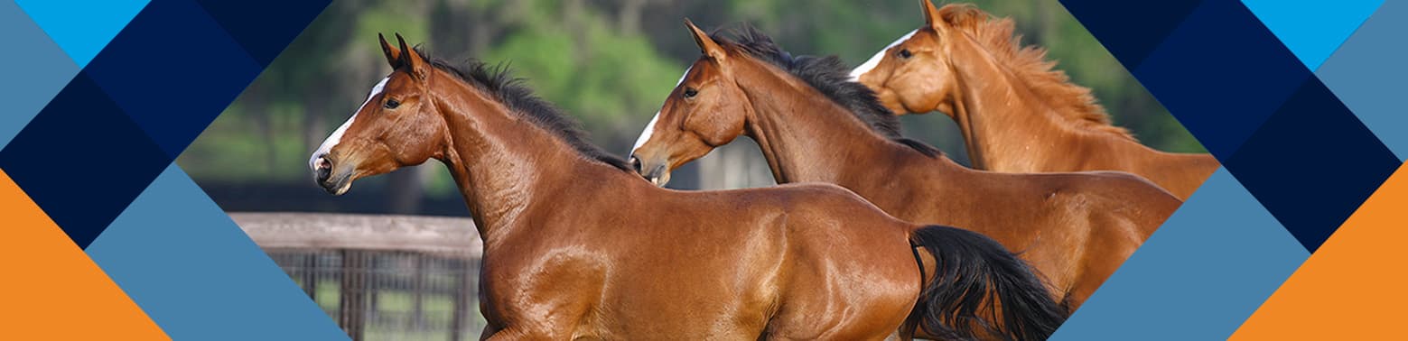 Joint Supplements for Horses